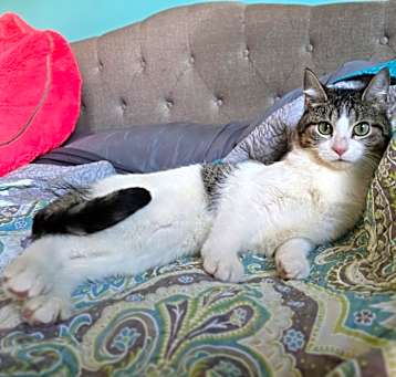 Photo of Yzma