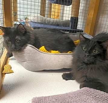 Photo of Sonic & Shadow