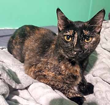 Photo of Tootsie