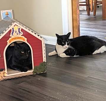 Photo of Peter Pan - (must be adopted w/Rocky)