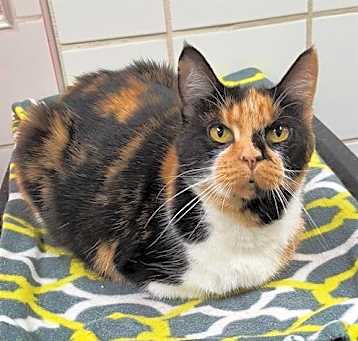 Photo of GINGERBREAD
