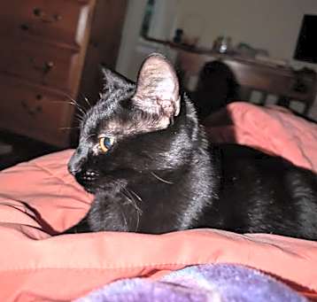 Photo of Rocky - (must be adopted w/Peter Pan)