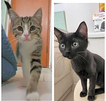 Photo of Flynn & Sergeant