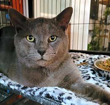 Photo of Miso (A0057908670)