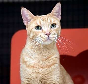 Photo of Lucky Lovebug [Permanent Foster]