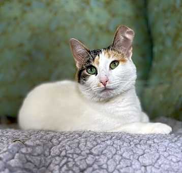 Photo of Tigger