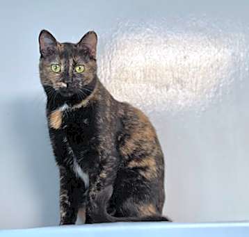 Photo of Katana