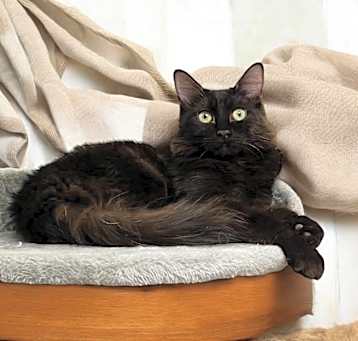 Photo of Buttercup