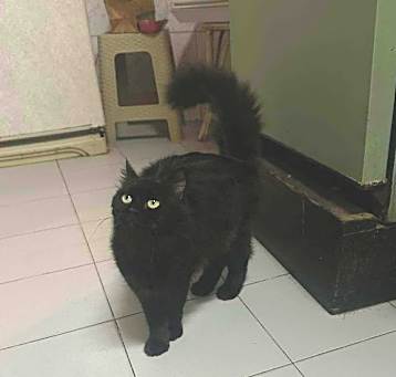Photo of Noir