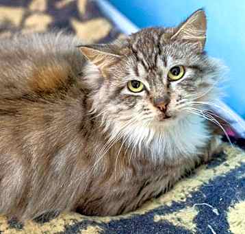 Photo of Pepita
