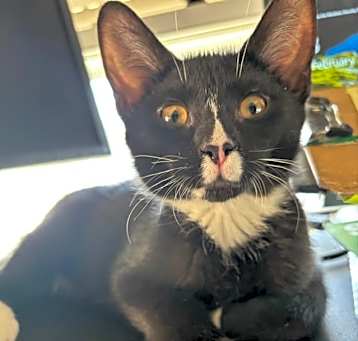 Photo of Squeak