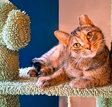 Photo of Mimosa