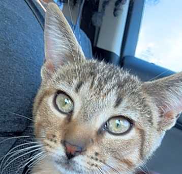 Photo of Ziggy