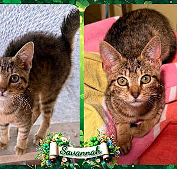 Photo of Savannah