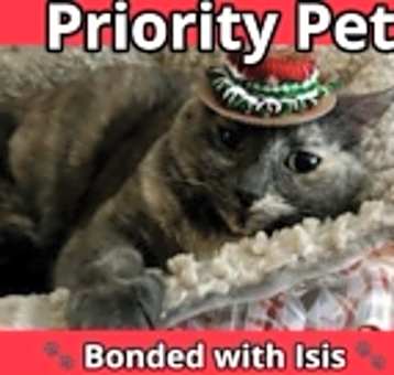 Photo of Skylar   *A PRIORITY PET*