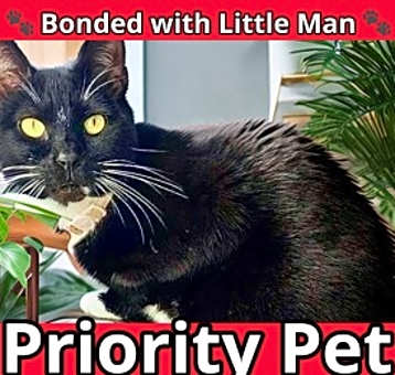 Photo of Miss Bonita   *A PRIORITY PET*