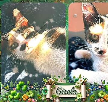 Photo of Gisela