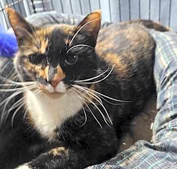 Photo of Sally-- bonded pair