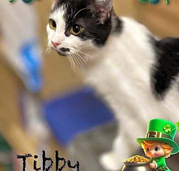 Photo of Tibby