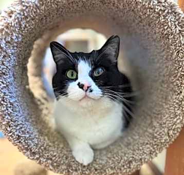 Photo of Fluff Puff-Bonded with Blackbe