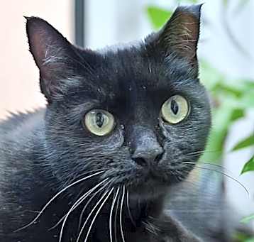 Photo of Kibby   *A PRIORITY PET*
