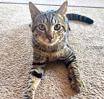 Photo of Mr. Magoo  *A PRIORITY PET*
