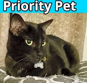Photo of Sabrina   *A PRIORITY PET*