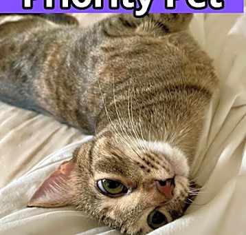 Photo of Debbie   *A PRIORITY PET*