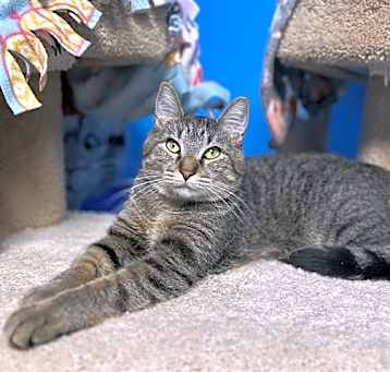 Photo of CASSIAN
