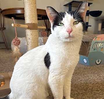 Photo of Domino