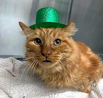 Photo of Garfield