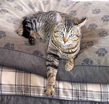 Photo of Lupin