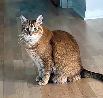 Photo of Dynamo