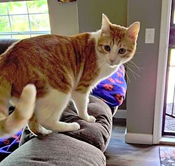 Photo of Rocket