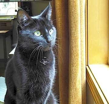 Photo of SOPHIE - Offered by Owner -Black Beauty