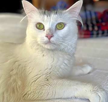 Photo of Daisy