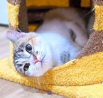 Photo of Clover