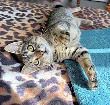 Photo of Odin