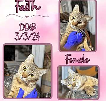 Photo of Faith