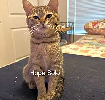 Photo of Hope Solo