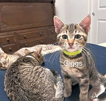 Photo of Giggs