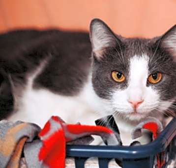Photo of 81617a Fay-Pounce Cat Cafe