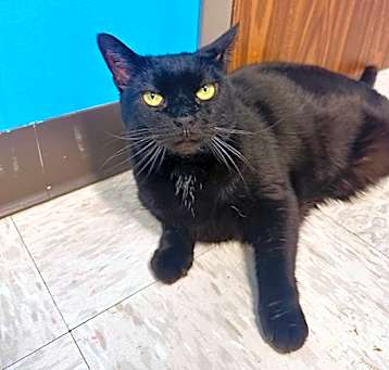Photo of Kitty