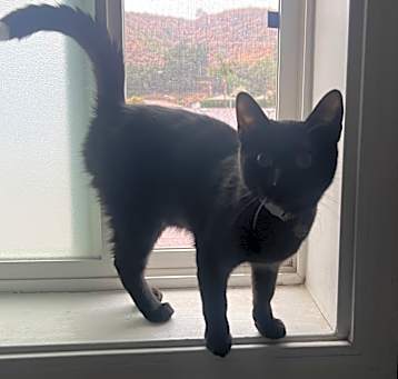 Photo of Olive