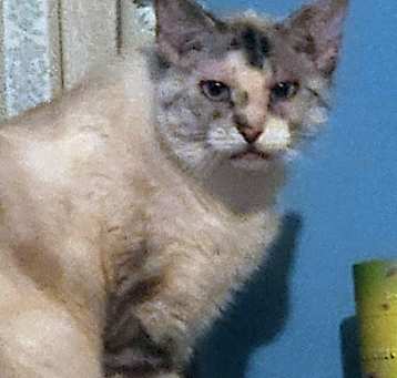 Photo of Jewel