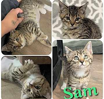 Photo of Sam