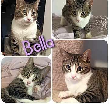 Photo of Bella