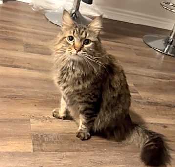 Photo of Boomba