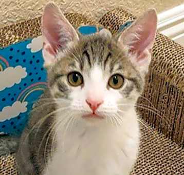 Photo of Fiddle