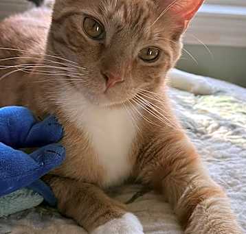 Photo of Socks